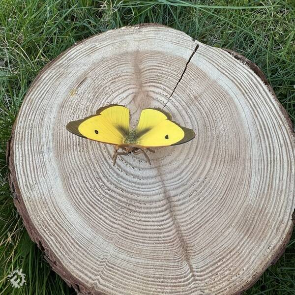 manual override of the alt attribute