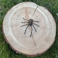 manual override of the alt attribute