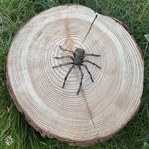 manual override of the alt attribute