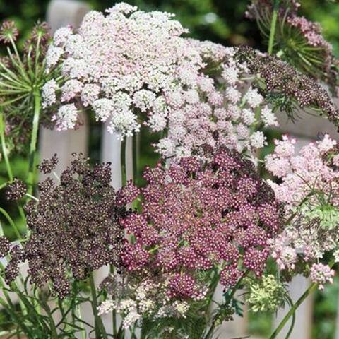 Wild Carrot Dara Seeds