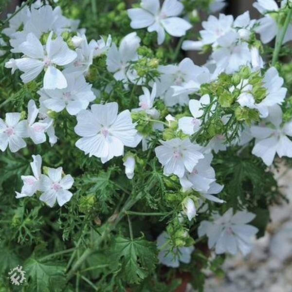 manual override of the alt attribute