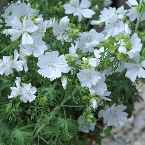 Musk Mallow Seeds