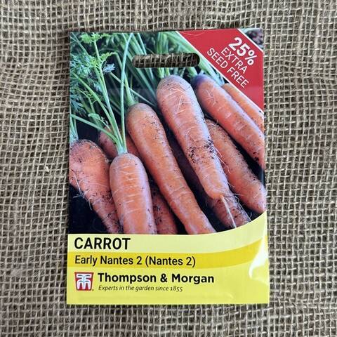 Carrot Seeds