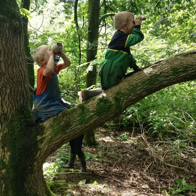 000012 low children climbing tree binoculars woodland sunny