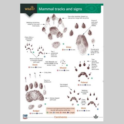Field Guide - British Mammals Tracks & Signs