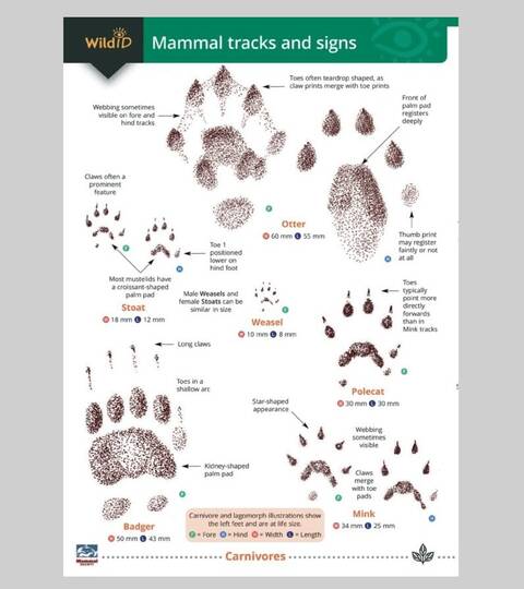 Field Guide - British Mammals Tracks & Signs