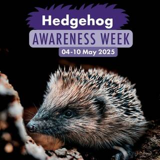 manual override of the alt attribute