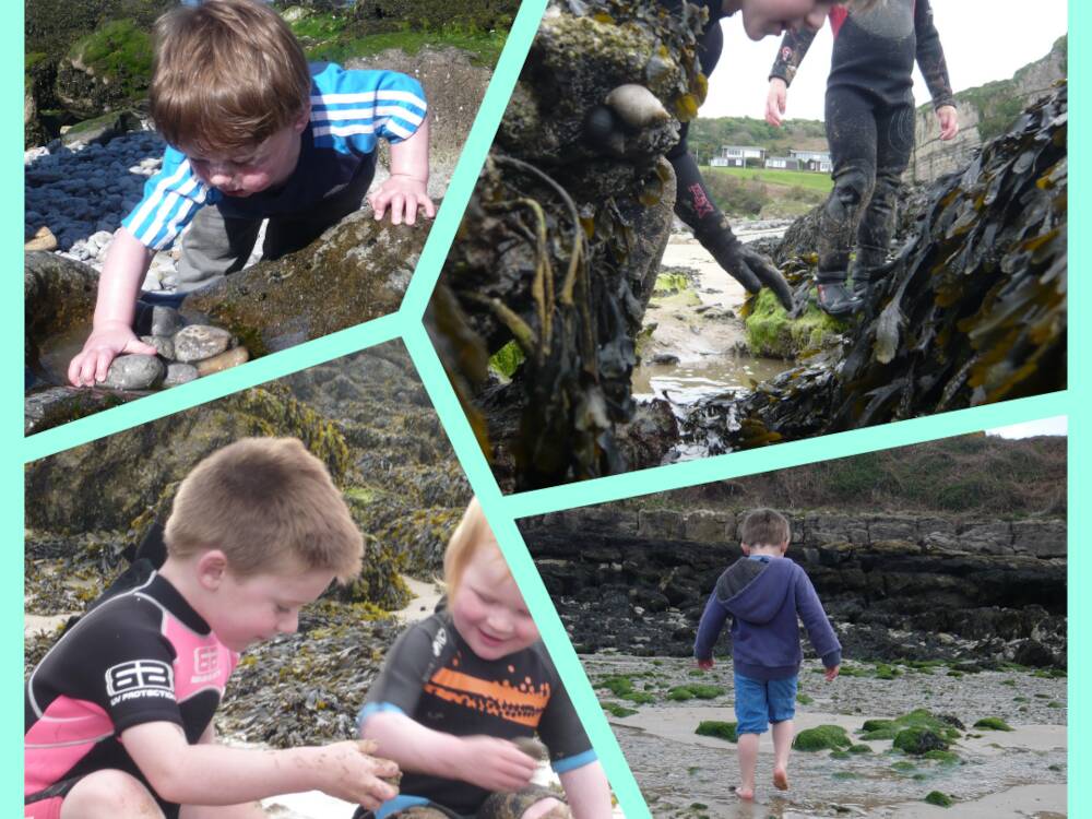 Big seaweed search