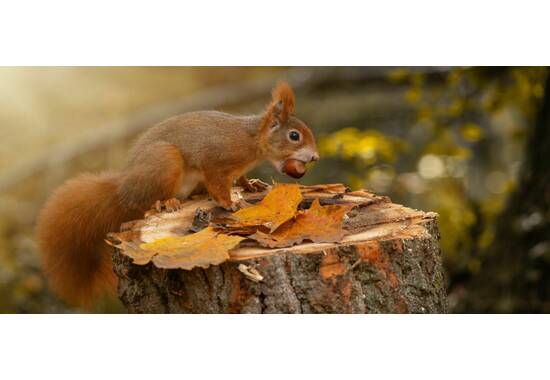 manual override of the alt attribute