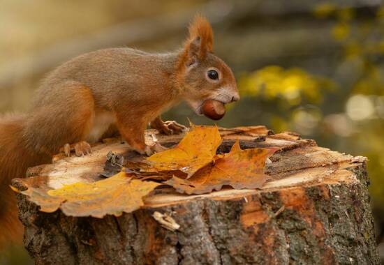 manual override of the alt attribute