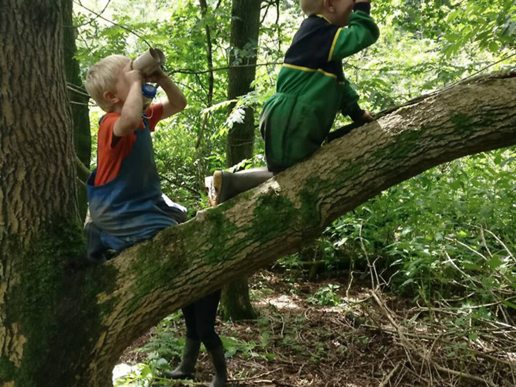 000012 low children climbing tree binoculars woodland sunny
