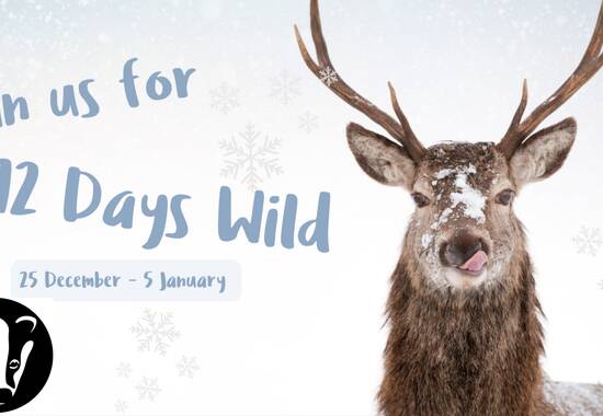 manual override of the alt attribute