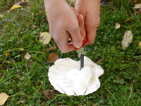 BCB Striker Position20x20