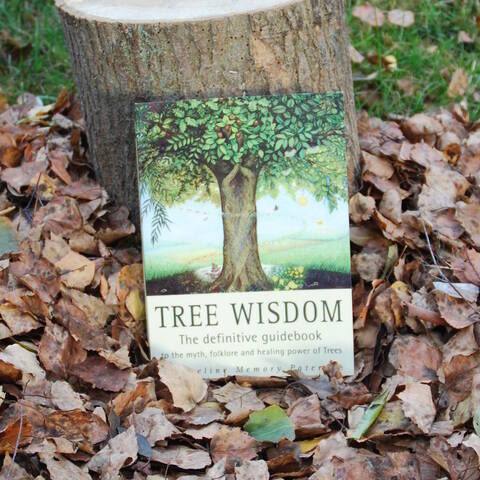 Tree Wisdom - Jacqueline Memory Paterson