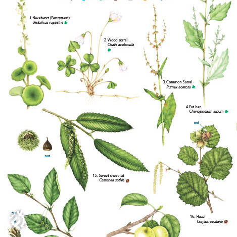 Field Guide - Foraging Top 25 Edible Plants 