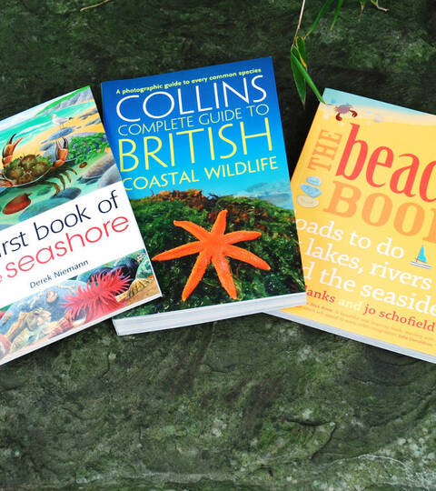 Seashore Bundle