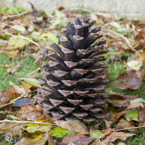 manual override of the alt attribute