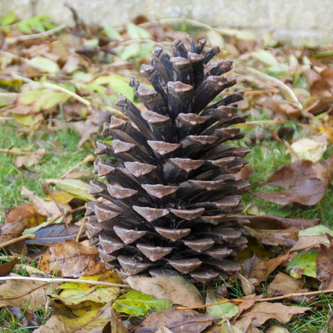 Corks & Pine Cones