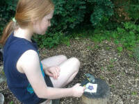 Hapazome flowers hammering