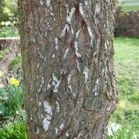 How to harvest birch sap ? - CDL Birch Sap Expert