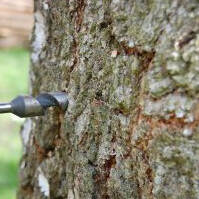 How to harvest birch sap ? - CDL Birch Sap Expert