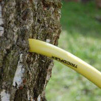 How to harvest birch sap ? - CDL Birch Sap Expert