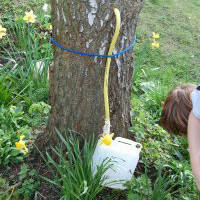 How to harvest birch sap ? - CDL Birch Sap Expert