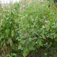 Nettle cordage - Activities