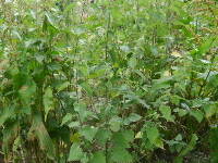 Patch Of Nettles 20x20
