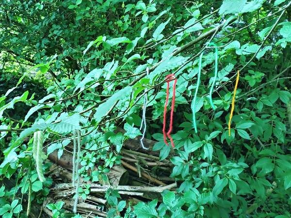 Camoflage caterpillars
