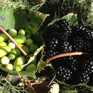 INSPIRATIONS - blackberries