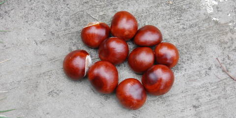 Pile Of Conkersfeature