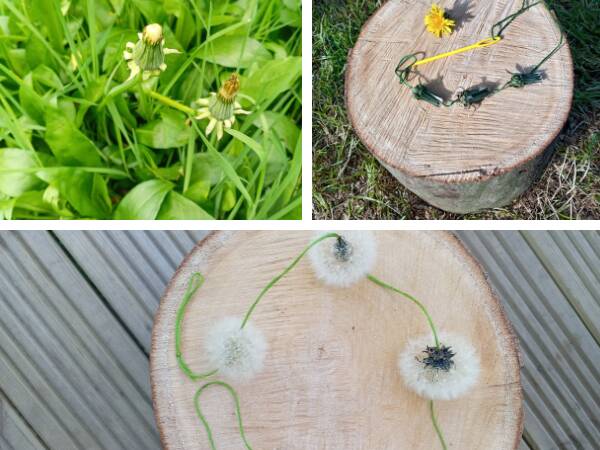 Dandelion threading comp 60x60