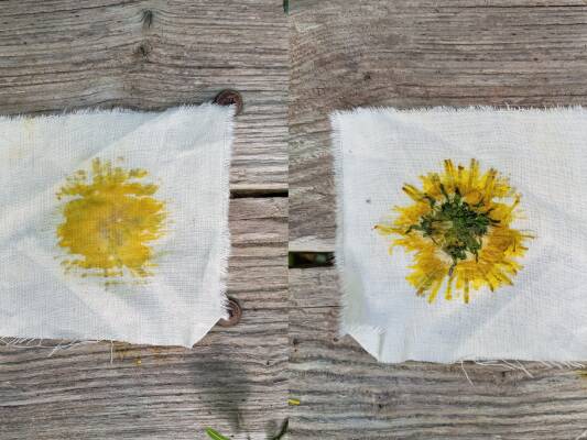 Dandelion head hapa zome