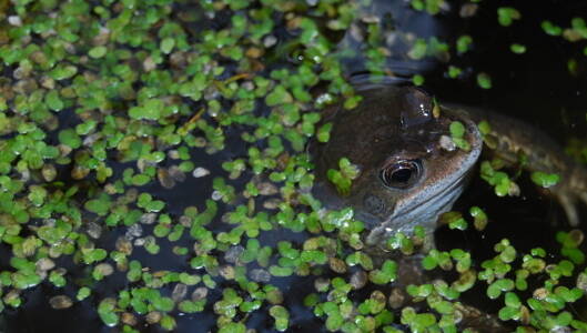 https://muddyfaces.co.uk/imager/imagearchives/activities/INSPIRATIONS/frogs/104410/frog-in-pondfeature_7ab2dde2898ce341944e431226ae4456.jpeg