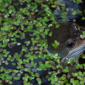 Frog In Pondfeature