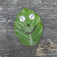 Leaf Eye Critter20x20 Leaf Eye Critter20x20