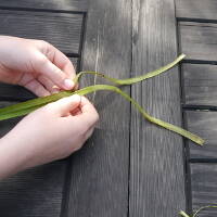 ➡️ Making Your Own Ropes For Survival (cord From Nettle)