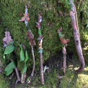 Magic woodland wands