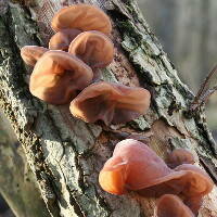 Curriculum Outdoors