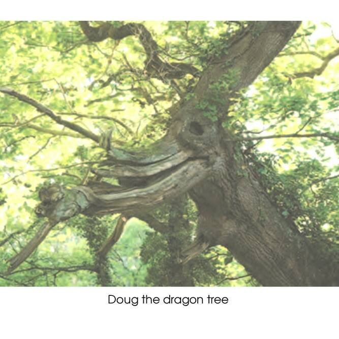 Doug the Dragon Tree