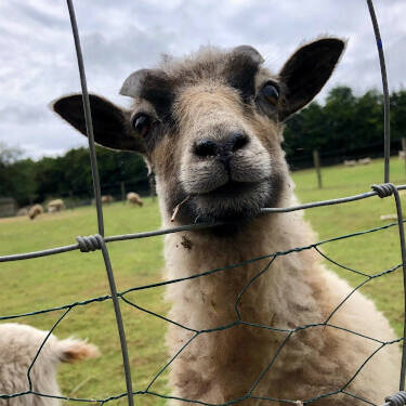 Sophie lees site 2 1