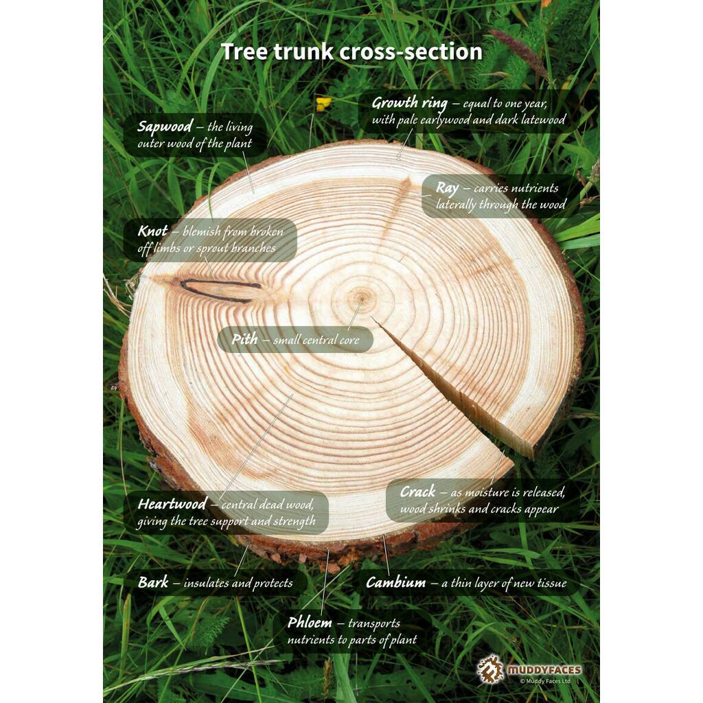 Tree trunk cross section