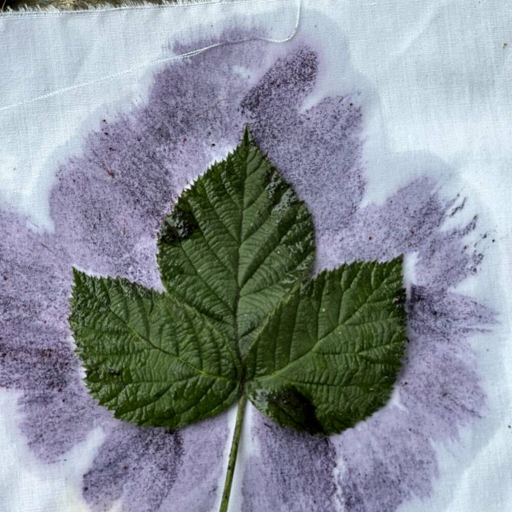 Forest school fun blackberry 2