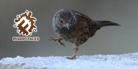 Bird with cold feet logo