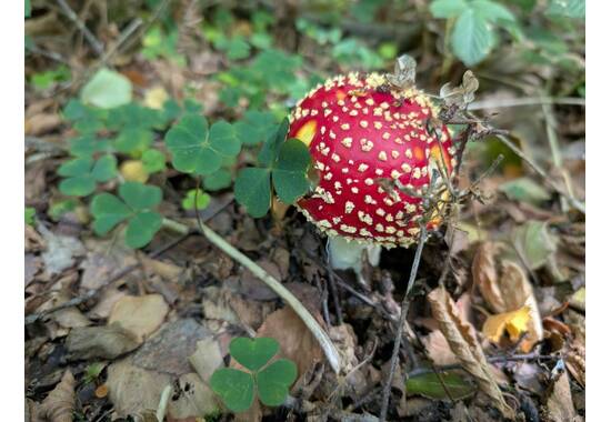 manual override of the alt attribute