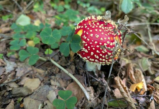 manual override of the alt attribute