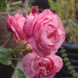 Rose petal perfume