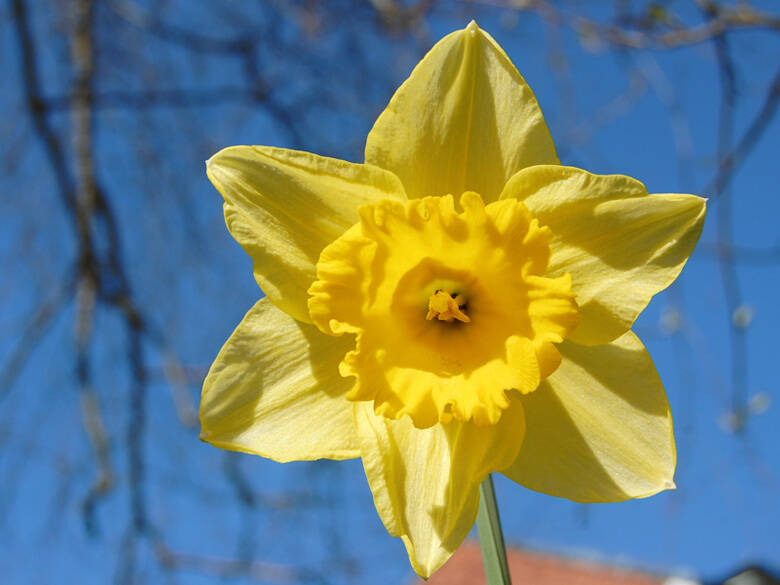 Daffodil 780x600