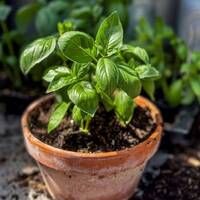 manual override of the alt attribute